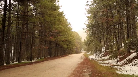Soft snowfall in the winter snowy forest -  Beautiful winter landscape Stock Footage 151442692