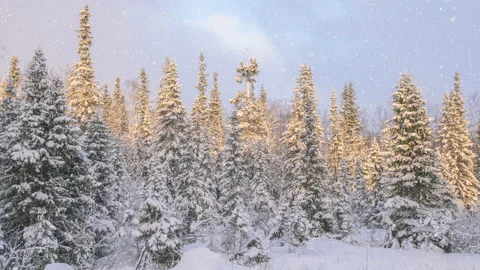 Soft snowfall in the winter snowy forest. Stock Footage 165794600