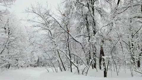 Soft snowfall in the winter snowy forest. Beautiful winter landscape Stock Footage 168745595