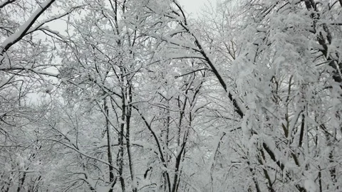 Soft snowfall in the winter snowy forest Video stock 168746301