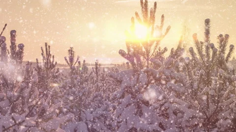 Soft snowfall in the winter snowy forest. Video stock 172515441