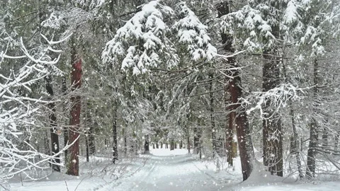Soft snowfall in the winter snowy forest. Beautiful winter landscape at sunrise. 스톡 동영상 221264211