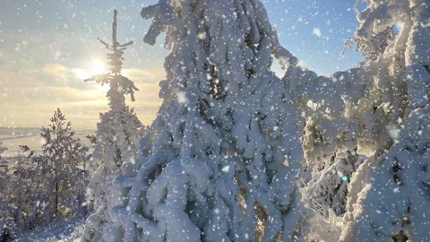 Soft snowfall in the winter snowy forest.  Spruce branch in the snow. 스톡 동영상 227476619
