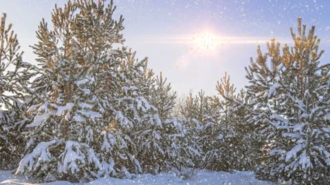 Soft snowfall in the winter snowy forest.  Pine branch in the snow. 스톡 동영상 243547710