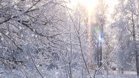Soft snowfall in the winter snowy forest. Stock Footage 253900260
