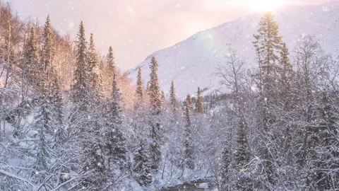 Soft snowfall in the winter snowy forest. 스톡 동영상 255202892