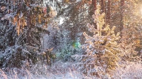 Soft snowfall in the winter snowy forest. Beautiful winter landscape at sunset Stock Footage 255851477