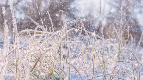 Soft snowfall in the winter snowy forest. Stock Footage 276307962