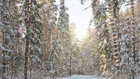 Soft snowfall in the winter snowy forest. Beautiful winter landscape at sunset Video stock 300828575