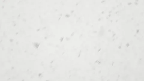 Soft snowflakes falling gently against a white sky. The abstract background Stock Footage 311009988