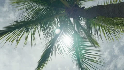 Soft spinning palm tree from below sun shining through Stock Footage 233882173