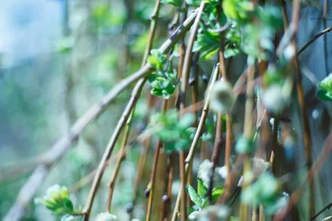 Soft spring background with pussy willow catkins, selective focus, for Stock Photos