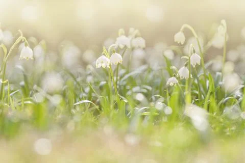 Soft spring background. Spring flowers in the shining sunlight, Leucojum vern Foto stock