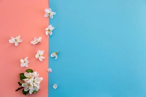 Soft spring blossoms on blue and coral background with copy space Stock Photos
