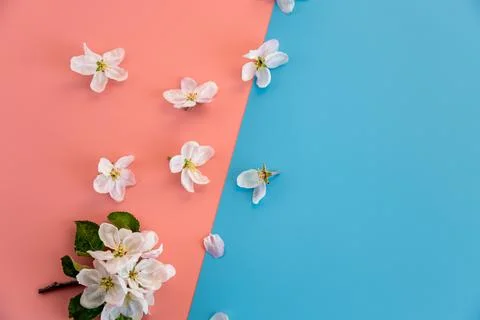 Soft spring blossoms on blue and coral background with copy space Stock Photos