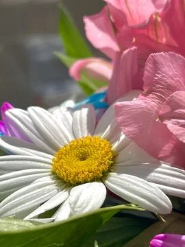 Soft Spring Flowers in Sunlight Stock Photos