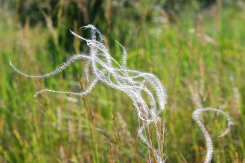 Soft spring grass in the wind Stock Photos