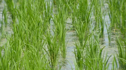The soft stem of rice Stock Footage 90660957