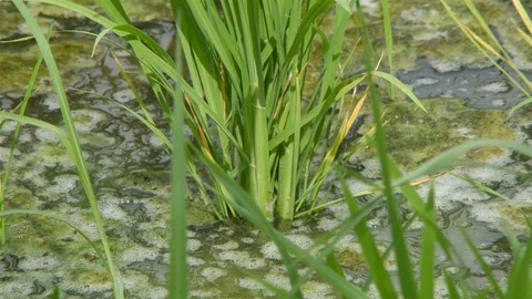 The soft stem of rice Stock Footage 90661168