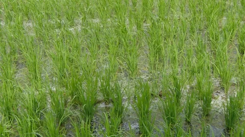 The soft stem of rice Stock Footage 90661258