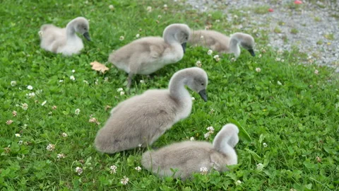 Soft steps on summer clover Video stock 314426542