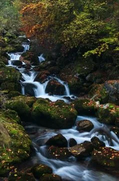 Soft stream flowing over mossy rocks in the colors of autumn Stock Photos