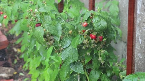 A soft stream with gentle pressure waters the ripening raspberries. Stock Footage 328380167