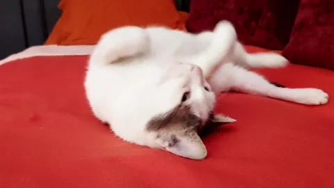 Soft Stretch in Sunlit Stillness: A Cats Afternoon Ease Video stock 313649104