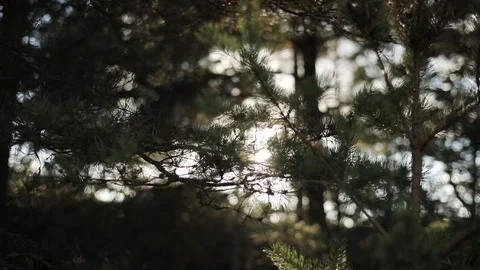 Soft sun beams shine through pine tree needles air macro close up slow motion Stock Footage 85627202