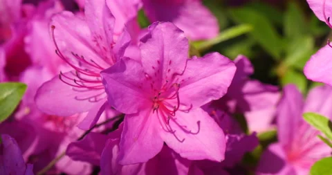 Soft sun light changing on the azalea flowers Stock Footage 162630973