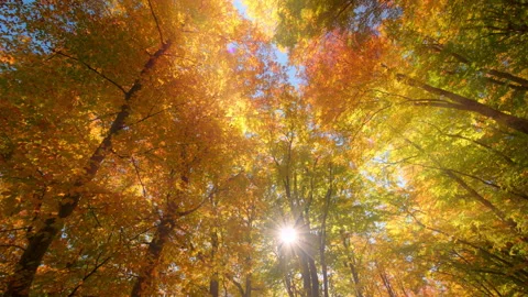 Soft sun light thick crowns of autumn trees Stock Footage 291624544