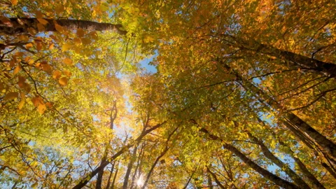 Soft sun light thick crowns of autumn trees Stock Footage 291624585