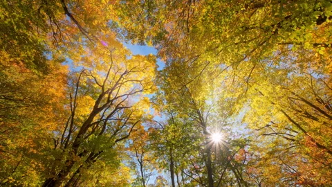Soft sun light thick crowns of autumn trees Stock Footage 291624861