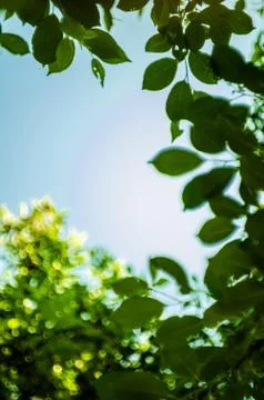 Soft sun light through the foliage of the trees in soft selective focus again Stock Photos