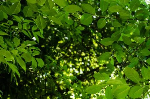 Soft sun light through the foliage of the trees in soft selective focus again Stock Photos