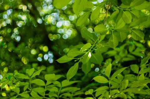 Soft sun light through the foliage of the trees in soft selective focus again Stock Photos