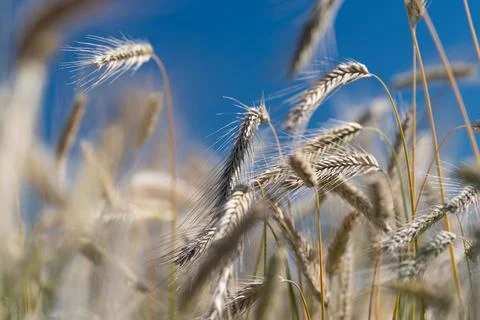 Soft sun rays illuminate the delicate spikelets swaying in the breeze. Set in Stock Photos