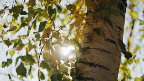 Soft sun rays shine through the birch leaves directly into the camera lens Stock Footage 225432026