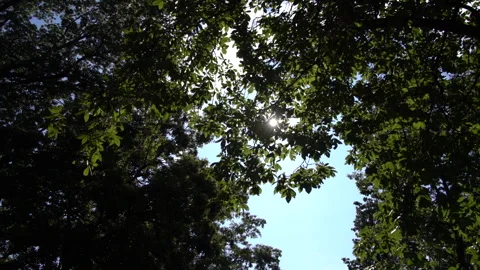 Soft Sunburst through the Trees of a Forest Video stock 248312917