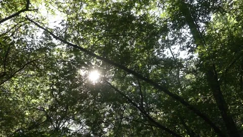Soft Sunburst through the Trees of a Forest Video stock 264128089