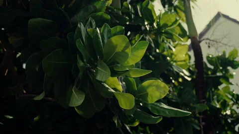 Soft sunlight filtering through emerald foliage, creating luminous patterns Stock Footage 308513889