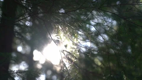 Soft sunlight filtering through green tree branches in a serene forest 스톡 동영상 341874125