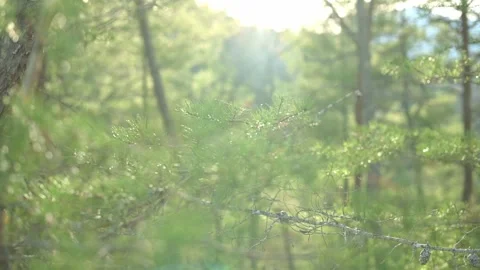 Soft sunlight filtering through the lush green forest canopy, creating a serene Video stock 278186988