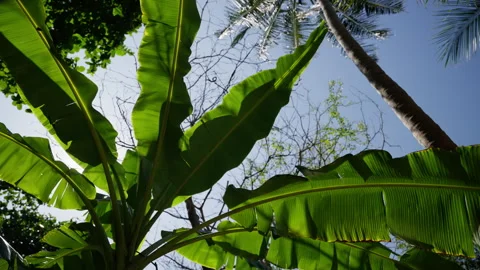 Soft sunlight filtering through verdant banana foliage, golden rays illuminating Stock Footage 308678445