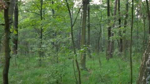 Soft sunlight filters between the branches and leaves of young trees. Stock-Footage 79419678