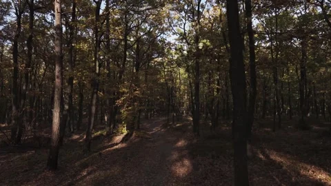 Soft sunlight filters through the dense canopy of a deciduous forest Vídeo Stock 349010764