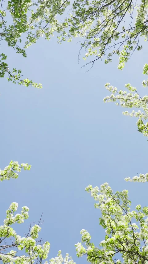 Soft sunlight filters through green branches Stock Footage 333903488