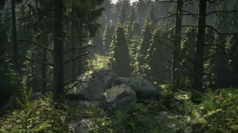 Soft sunlight filters through layered trees illuminating grasses below Stock Footage 341573773