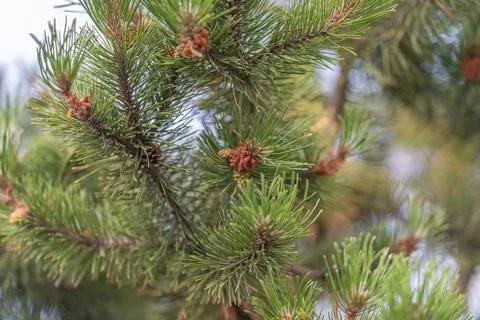 Soft sunlight filters through the pine branches, showcasing lush green needle Stock Photos