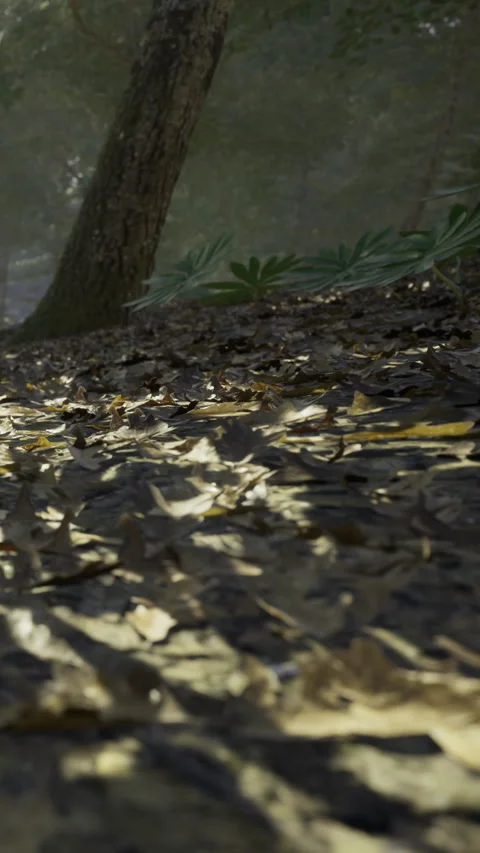 Soft sunlight filters through trees, illuminating fallen leaves on forest floor Stock Footage 331837383